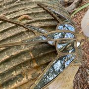 Miroir en forme d'hirondelle