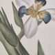 La Roche Laffitte (Born in 1943) - Watercolour drawing on silk - Morée