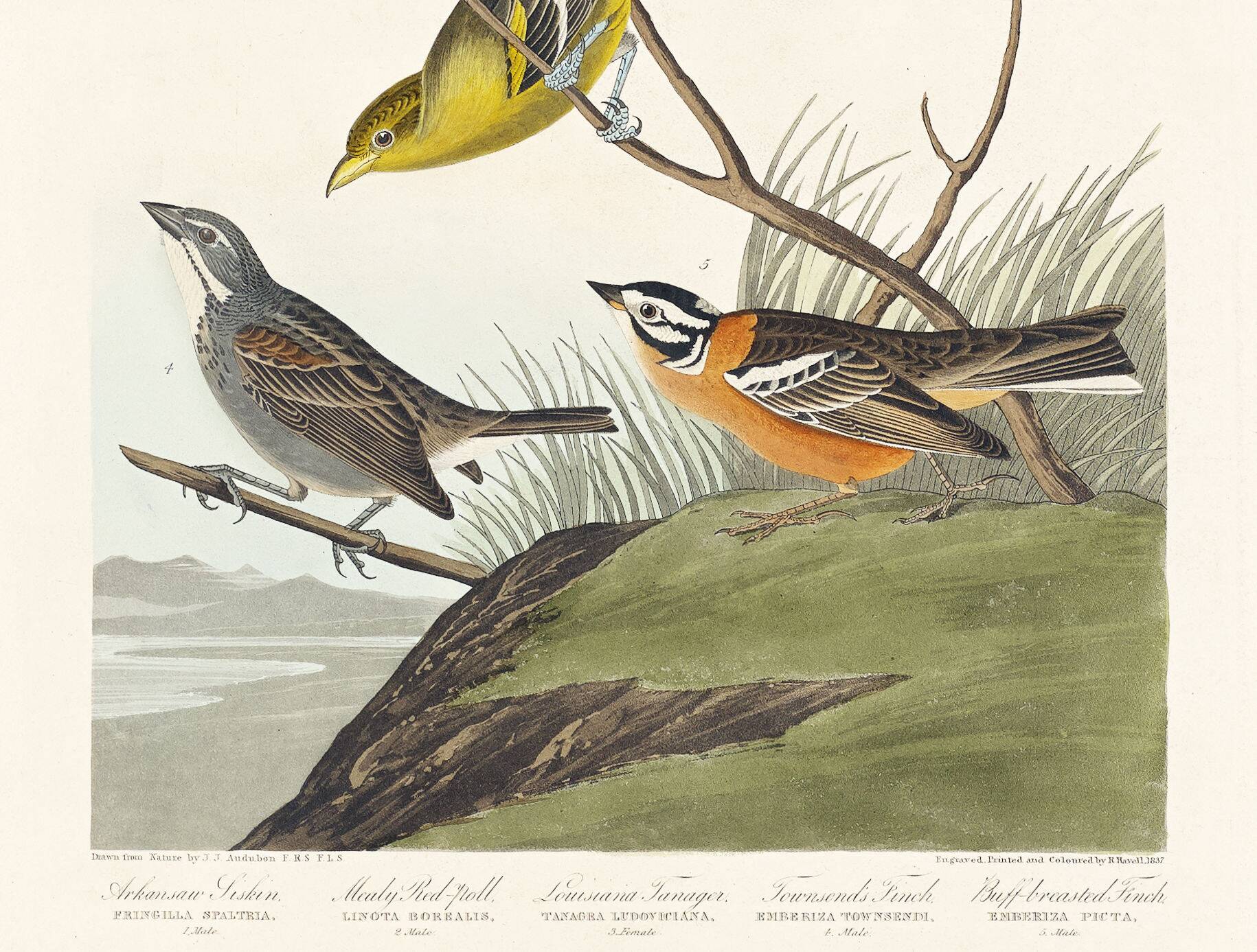 Poster featuring colorful songbirds, based on an old engraving from 1827.