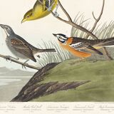 Poster featuring colorful songbirds, based on an old engraving from 1827.
