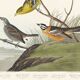Affiche sur des passereaux colorés, d’après une gravure ancienne de 1827.
