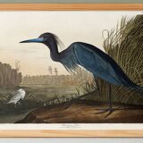 Poster about the little blue egret, based on an old engraving from 1827.