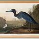 Poster about the little blue egret, based on an old engraving from 1827.