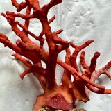 Red coral