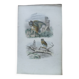 Poster - 19th century zoological engraving - eagle owl and scops owl
