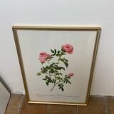 Redouté botanical lithograph