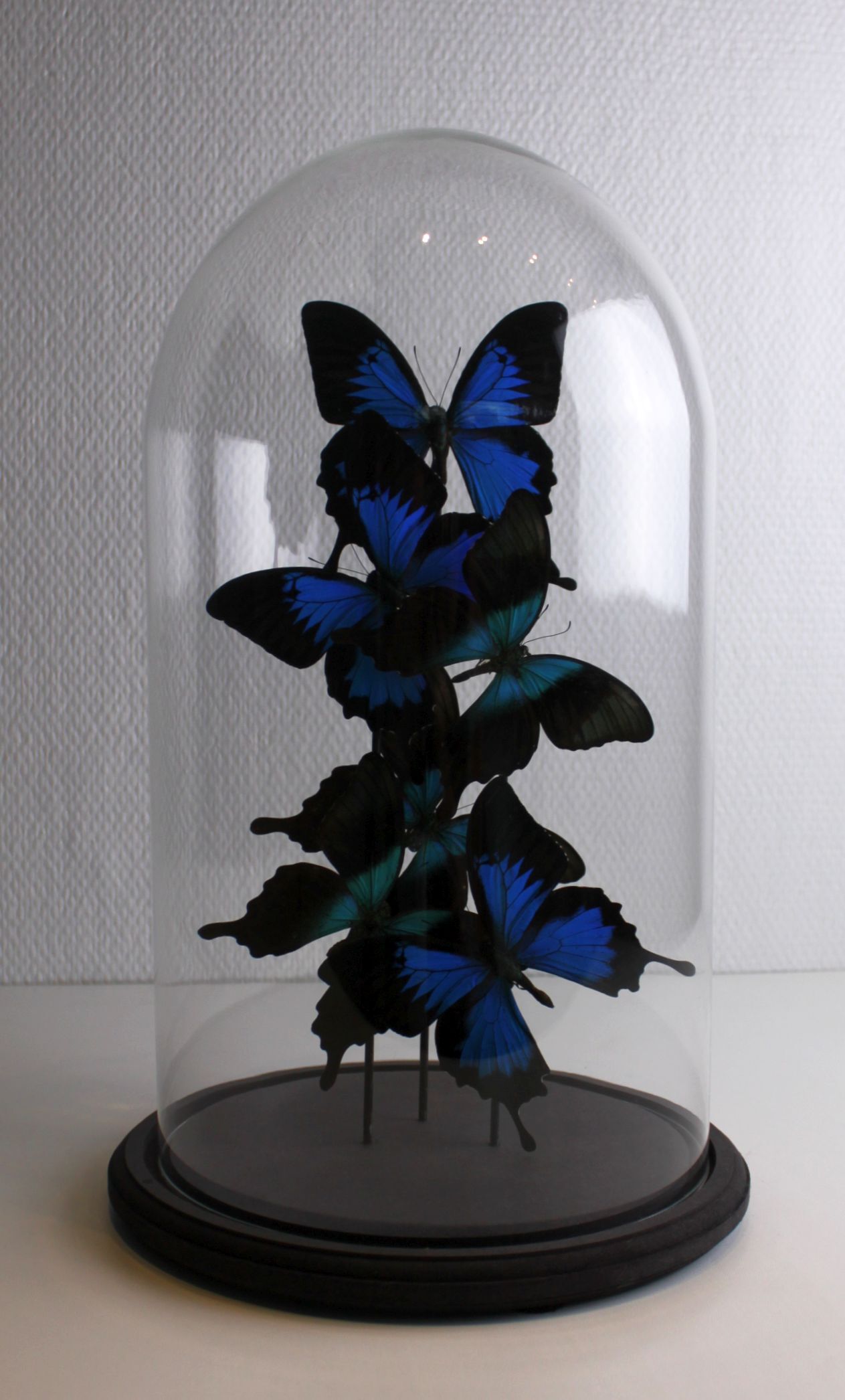 Flight of butterflies under globe