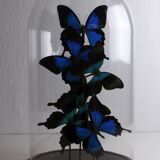 Flight of butterflies under globe