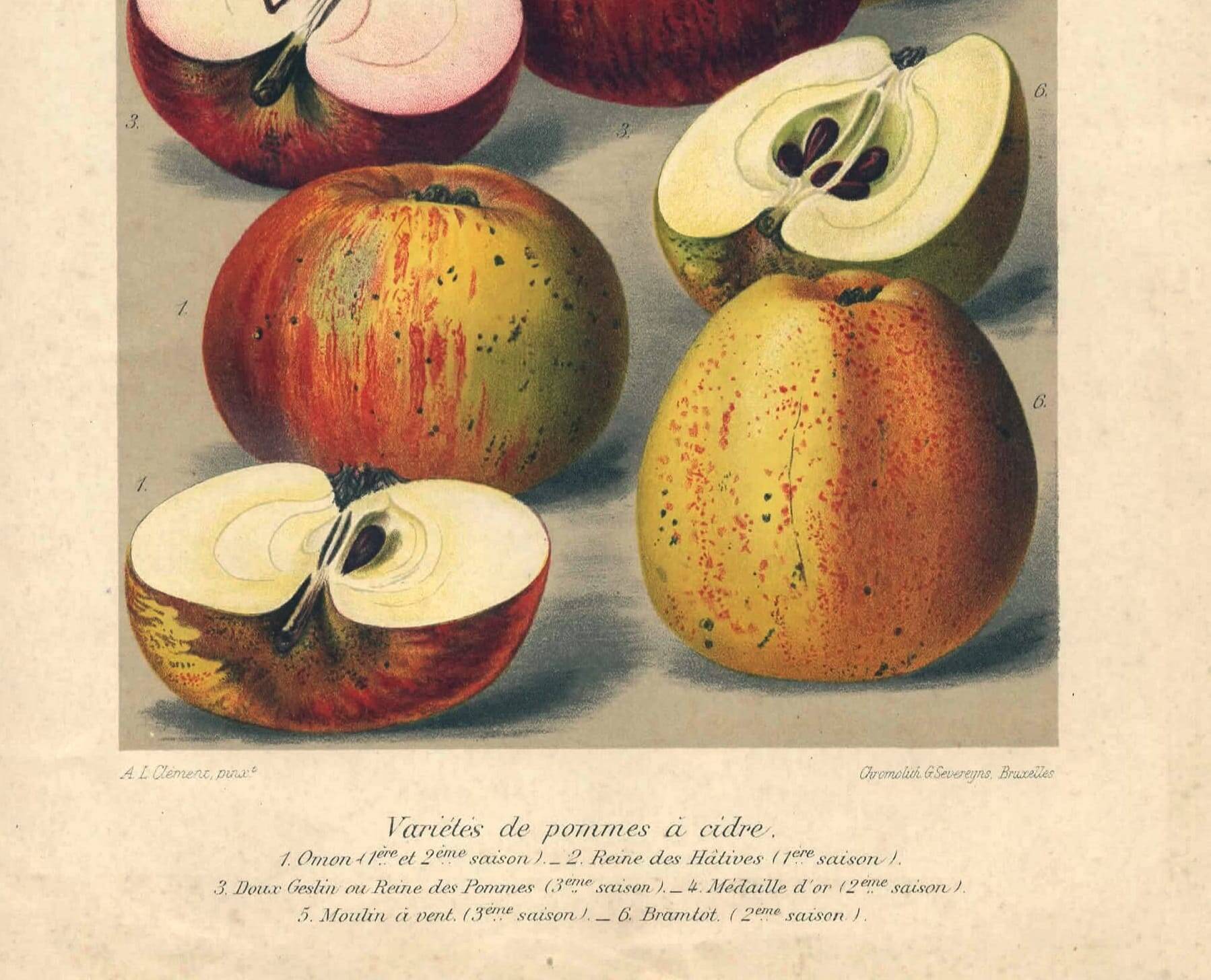 1896 Botanical Print by AL Clement, pina • Cider Apple Varieties • Old Lithograph