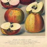 1896 Botanical Print by AL Clement, pina • Cider Apple Varieties • Old Lithograph