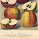 1896 Botanical Print by AL Clement, pina • Cider Apple Varieties • Old Lithograph