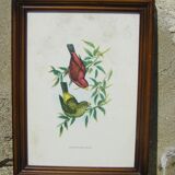 Ornithological framework "birds"