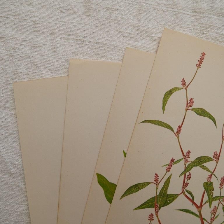 Lot de 4 planches botaniques Geigy