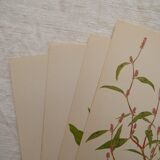 Set of 4 Geigy botanical boards