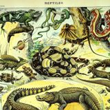 Gravure ancienne 1897 A. Millot - Reptiles, animaux