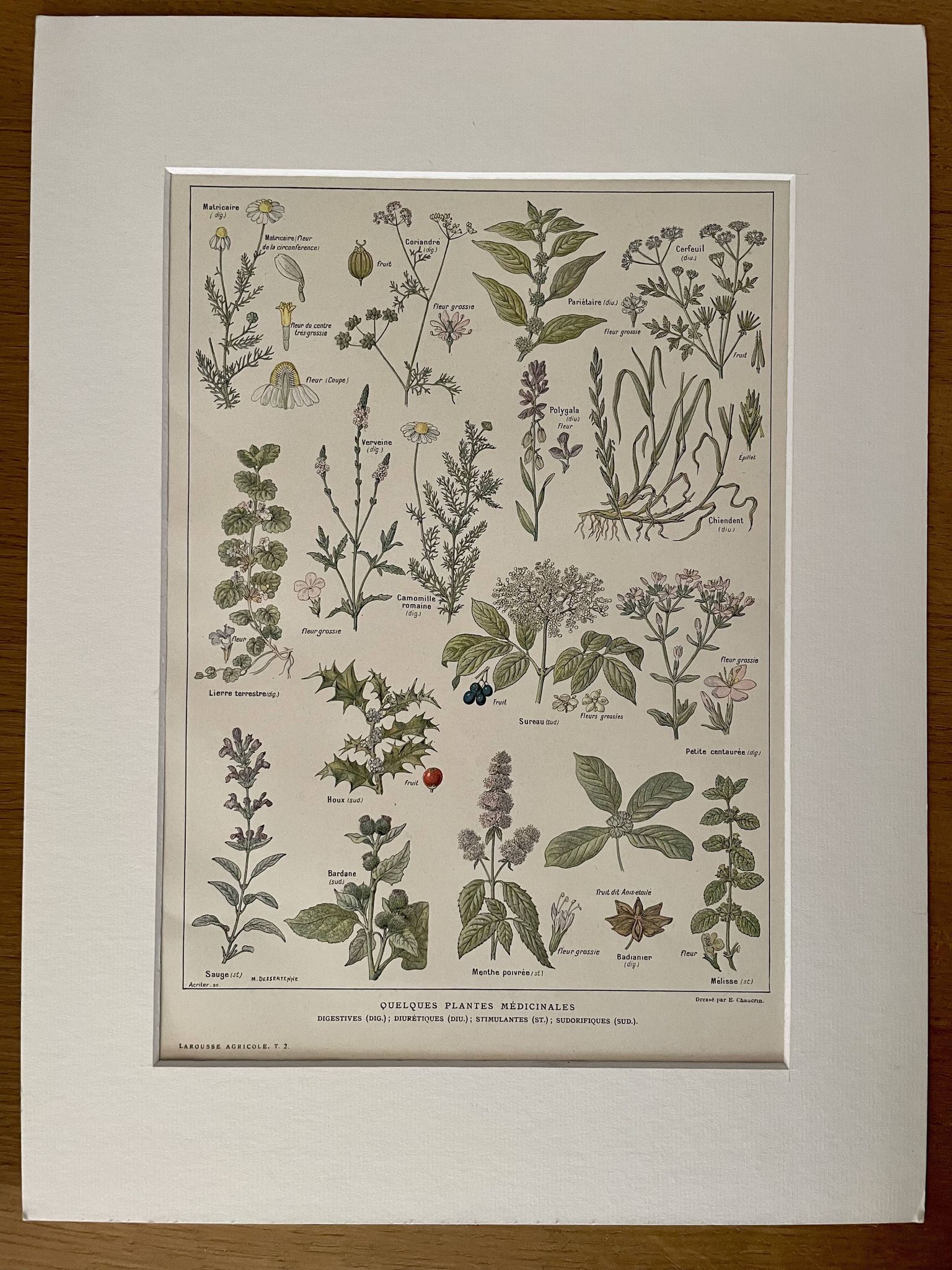 Lithograph medicinal plants (XXV) Chervil Sage Melissa - 1920