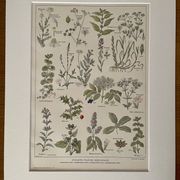 Lithograph medicinal plants (XXV) Chervil Sage Melissa - 1920
