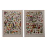 Lithographies originales sur les fleurs