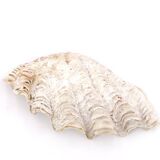 Holy water stoup shell emptier, 70s