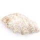 Holy water stoup shell emptier, 70s