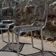 Pair of René Herbst chairs - Chrome Elastic Bands