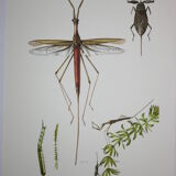 Ranatre and ashy nepe| 1961 | Insect Heteroptera| Original pedagogical board| Entomology