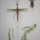 Ranatre and ashy nepe| 1961 | Insect Heteroptera| Original pedagogical board| Entomology