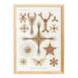 Poster about microscopic marine organisms, based on a lithograph