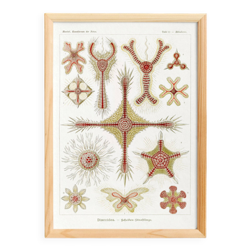 Poster about microscopic marine organisms, based on a lithograph