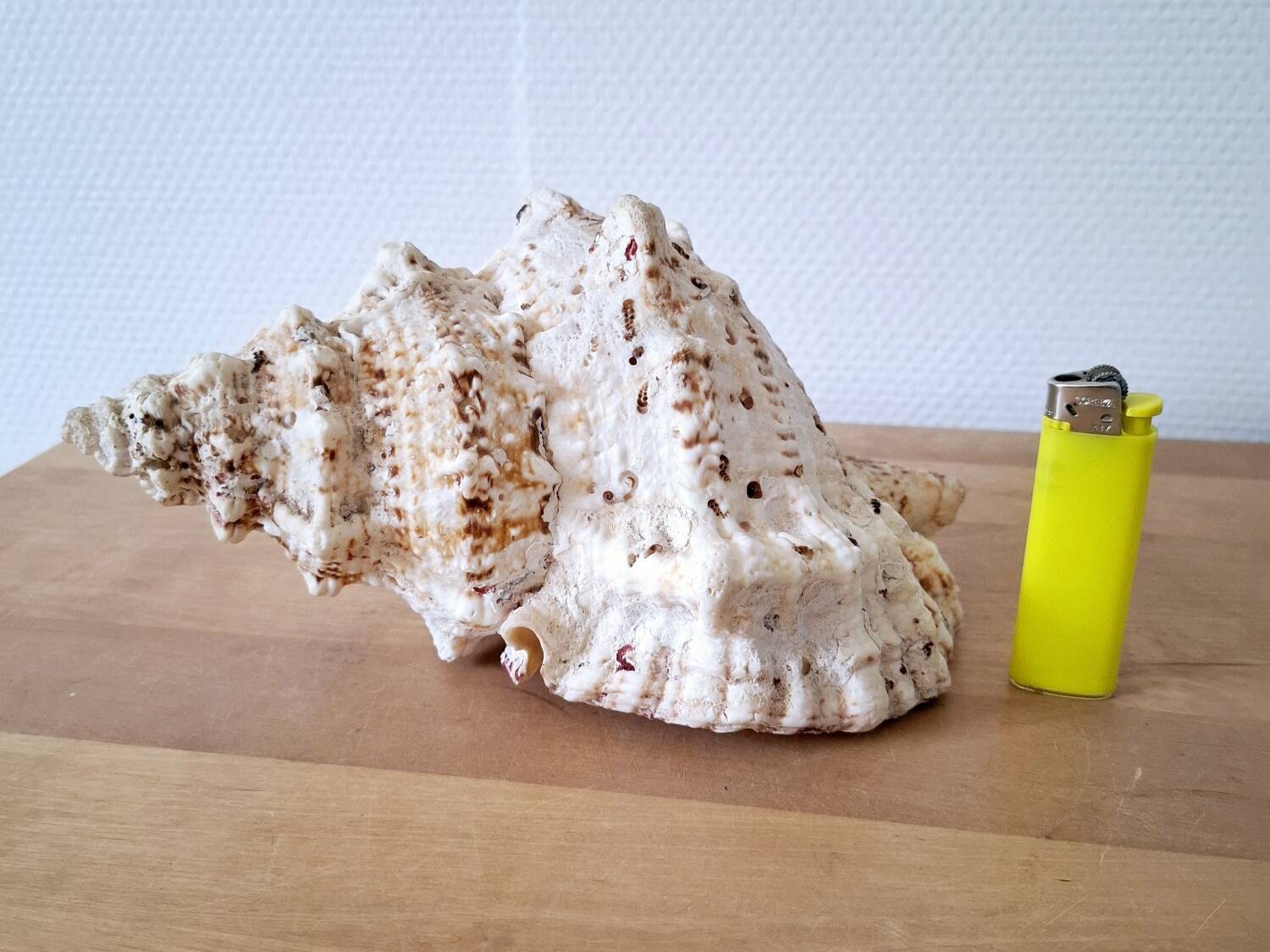 Large vintage conch