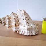 Large vintage conch