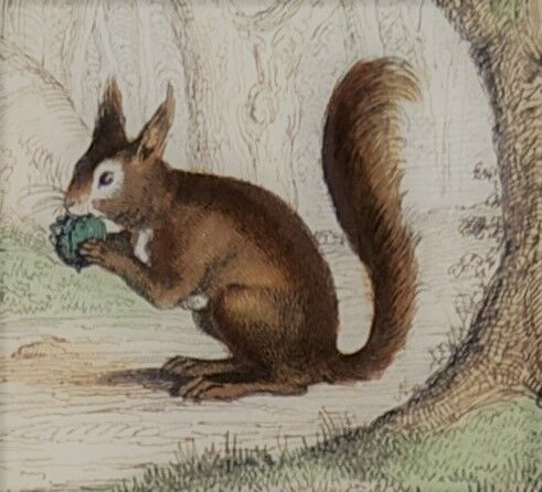 Original zoological illustration "rat, squirrel, field mouse,..." - Buffon 1840