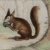 Original zoological board " rat, squirrel, mulot,... " - buffon 1840