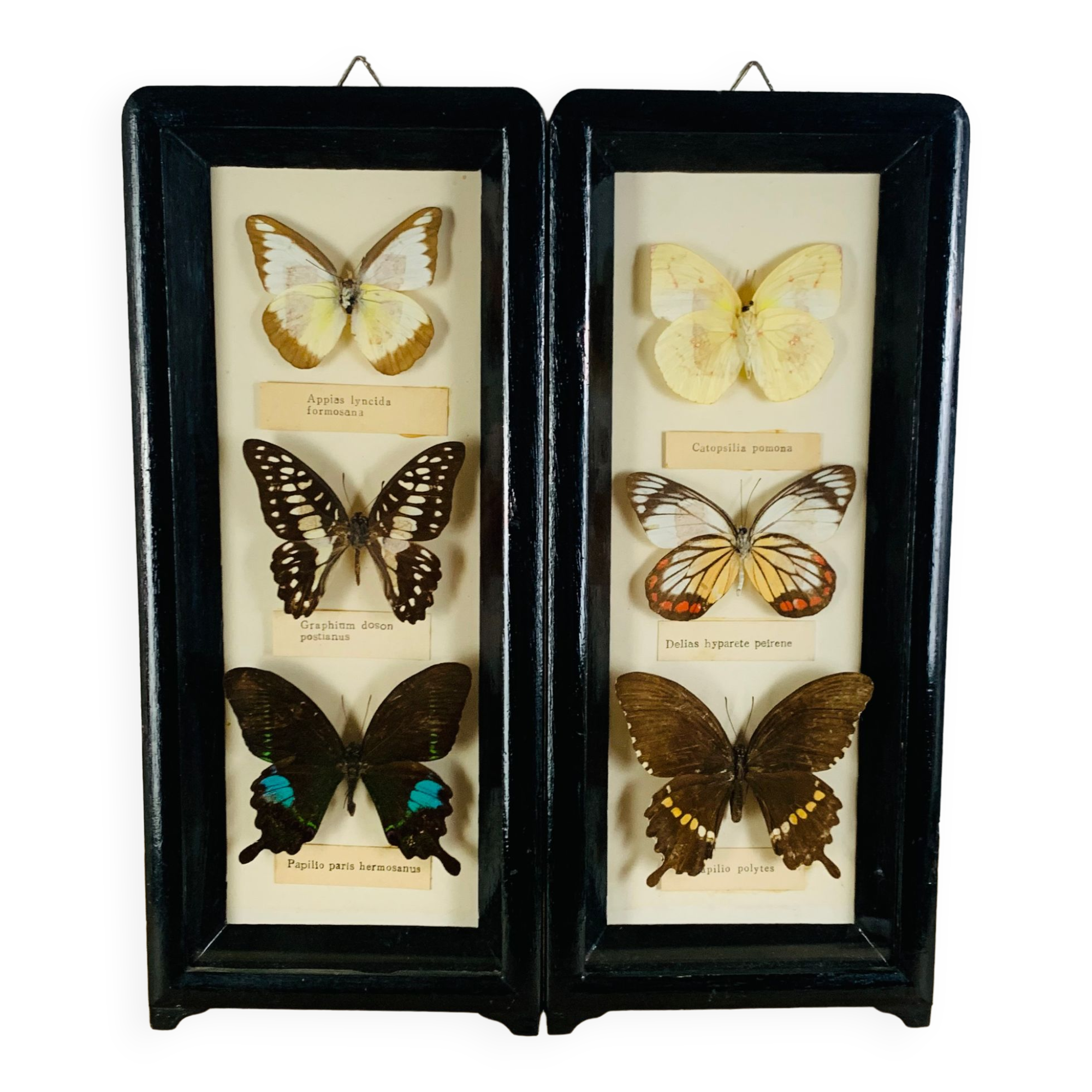 Vintage naturalized butterfly frame