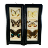 Vintage naturalized butterfly frame