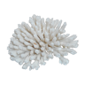 Ancient natural white coral