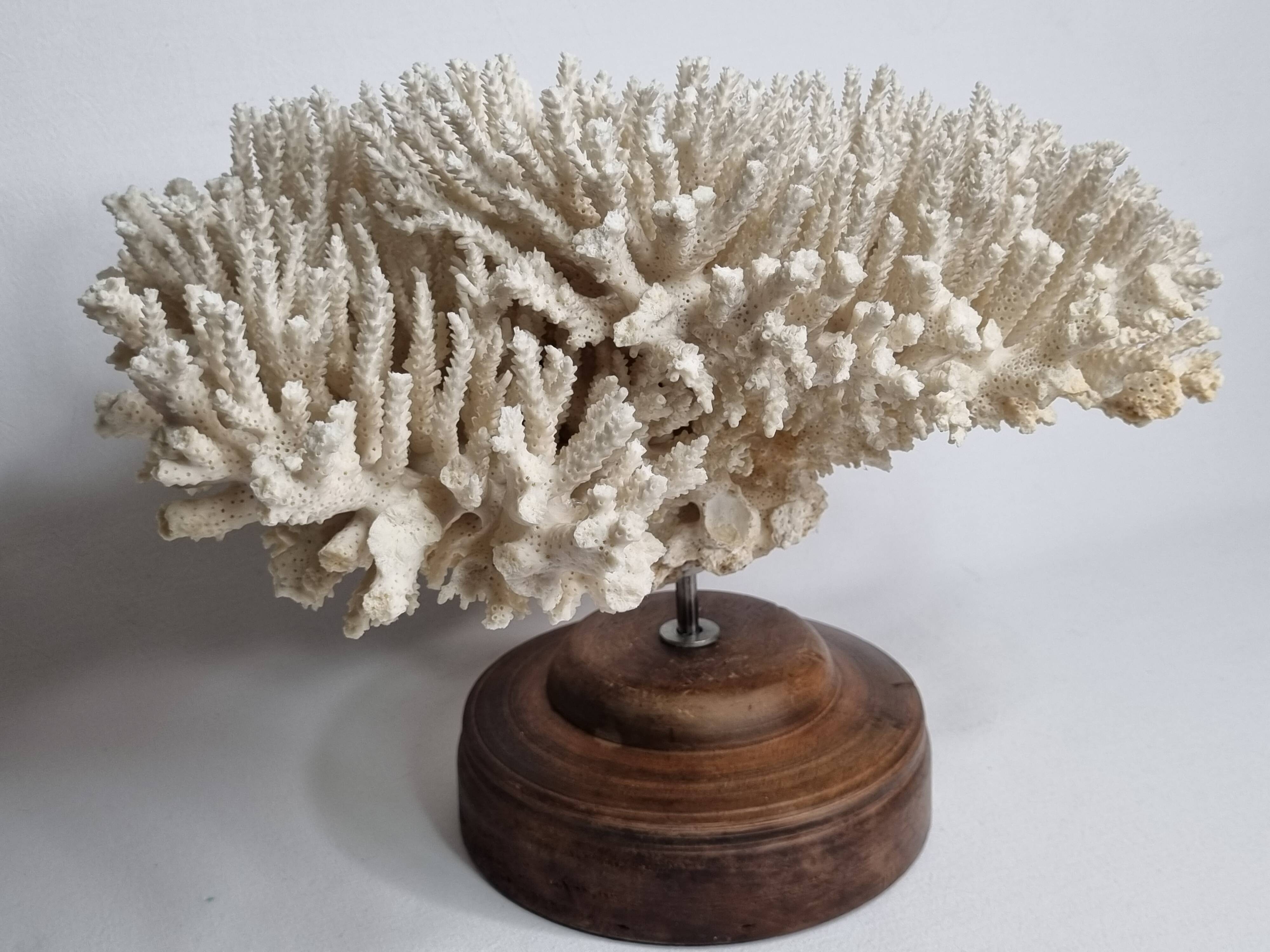 Antique natural white coral on turned wooden base 41 cm