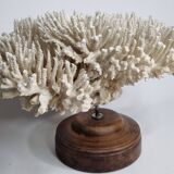 Ancien corail naturel blanc sur socle en bois tourné 41 cm