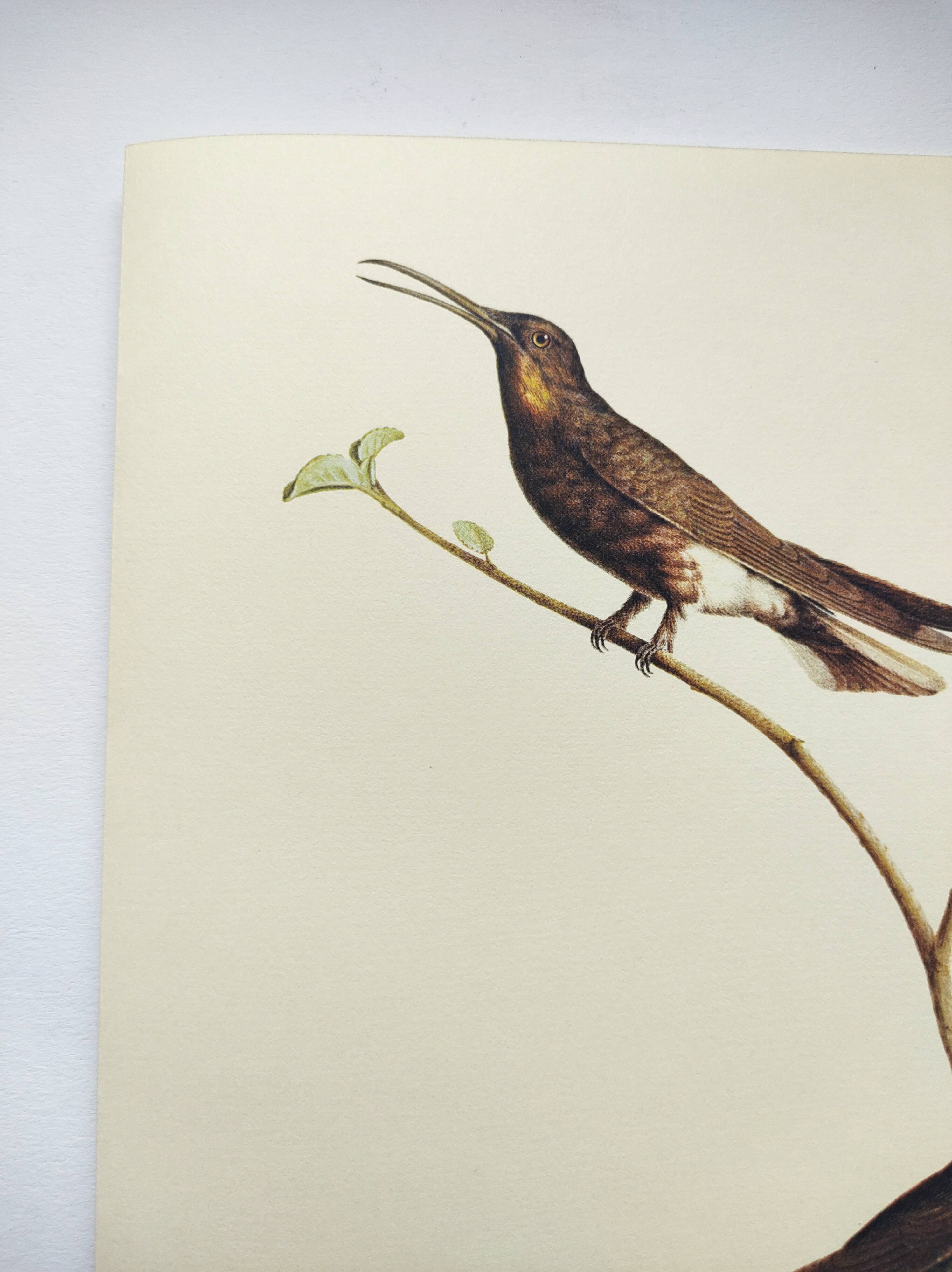 Old plate - Swallow-tailed Hummingbird - Zoological illustration of birds