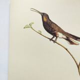 Illustration zoologique colibri à queue d'hirondelle
