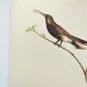 Old plate - Swallow-tailed Hummingbird - Zoological illustration of birds