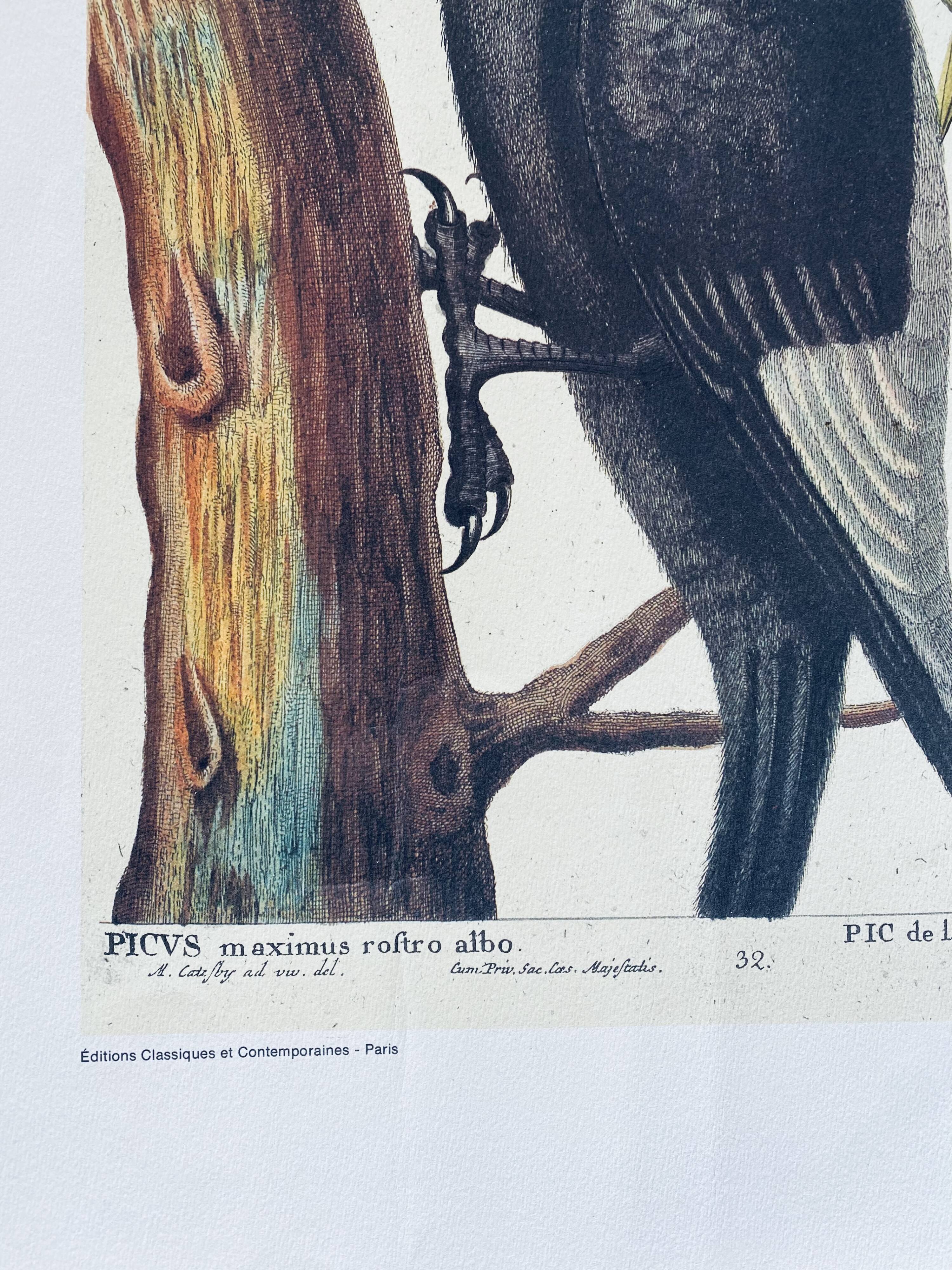 Ancient ornithological engraving, green peak