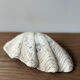 Vintage clam shell