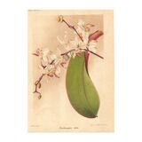 Botanical Engraving 1911 - Phalaenopsis Orchid by Millot - Vintage Flower