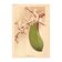 Gravure Botanique 1911 - Orchidée Phalaenopsis par Millot