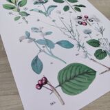 Affiche sur les plantes d'après une gravure de 1881 "fusain"