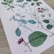 Poster on plants based on an 1881 "charcoal" engraving