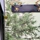 Vintage Ebonized Beech, Brass and Glass Coat Rack with a Landscape, Italy
