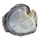 Vintage pearl oyster shell