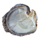 Vintage pearl oyster shell